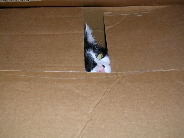 Player Playing Peek a Boo!